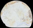 Cut and Polished Lower Jurassic Ammonite - England #62557-1
